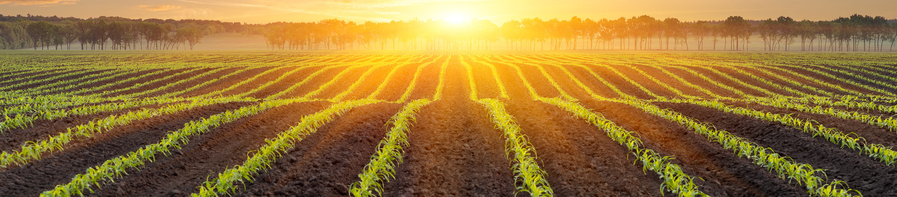 A field of young corn with the rising sun in the distance.
